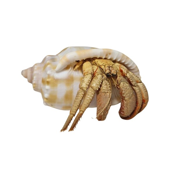 Hermit crab (S)
