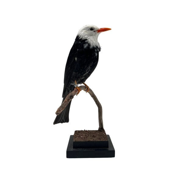 Mounted White bulbul