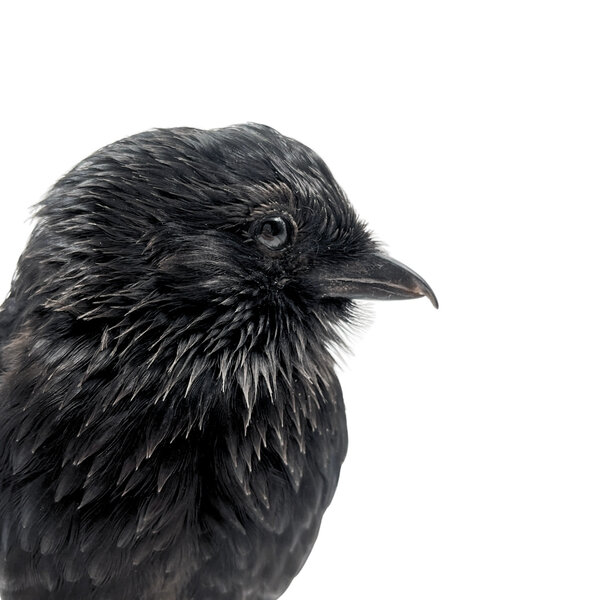 Präparierte Elsterwürger