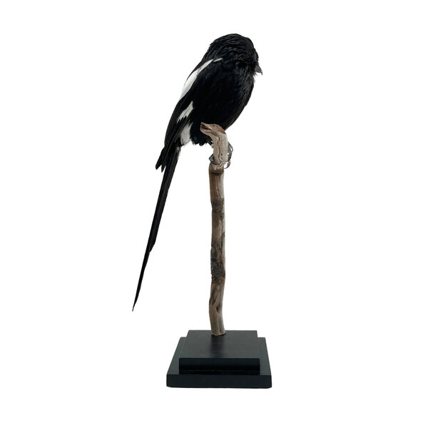 Mounted Magpie shrike