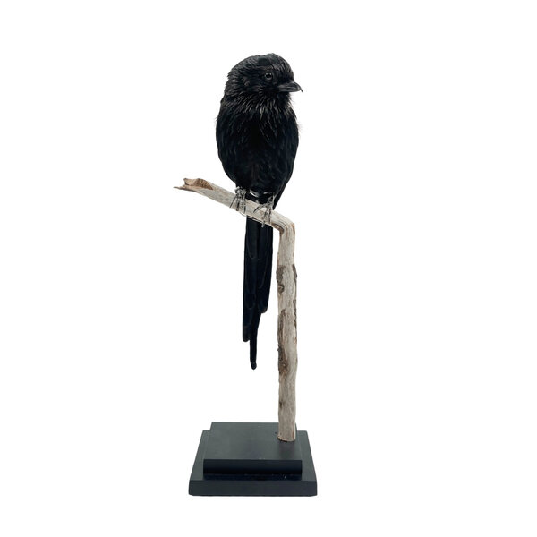 Mounted Magpie shrike
