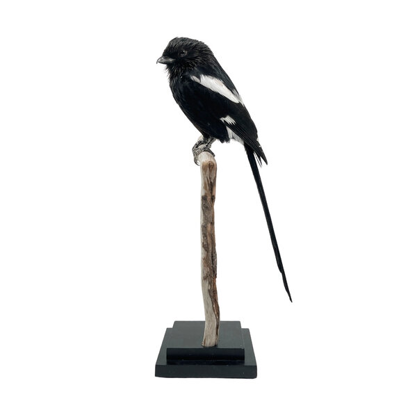 Mounted Magpie shrike