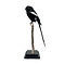 Mounted Magpie shrike