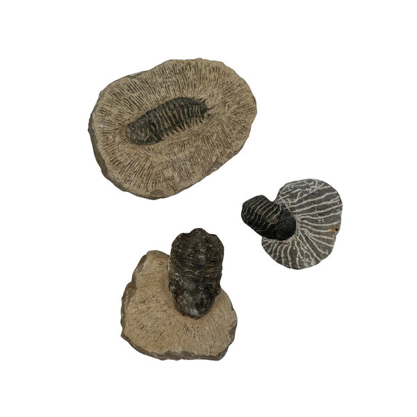 Trilobiet auf Stein (klein)