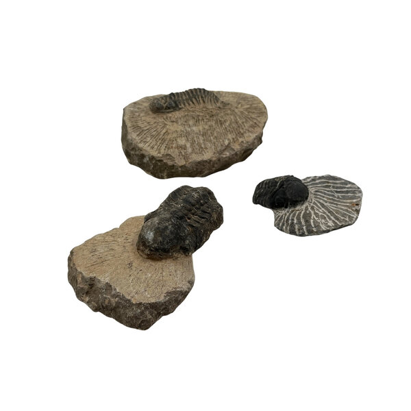 Trilobiet auf Stein (klein)