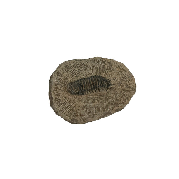 Trilobiet auf Stein (klein)