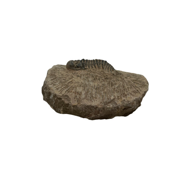 Trilobiet auf Stein (klein)