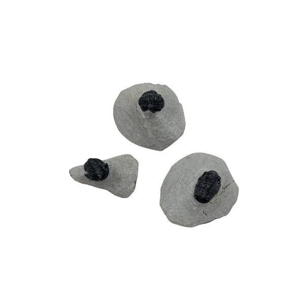 Trilobiet auf Stein mini