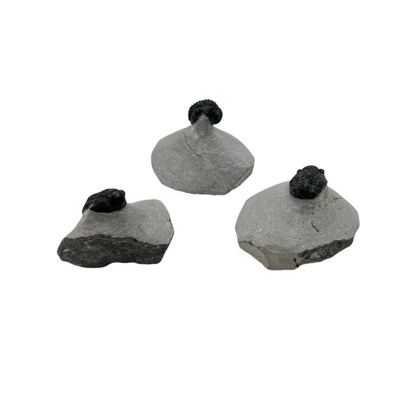 Trilobiet op steen mini