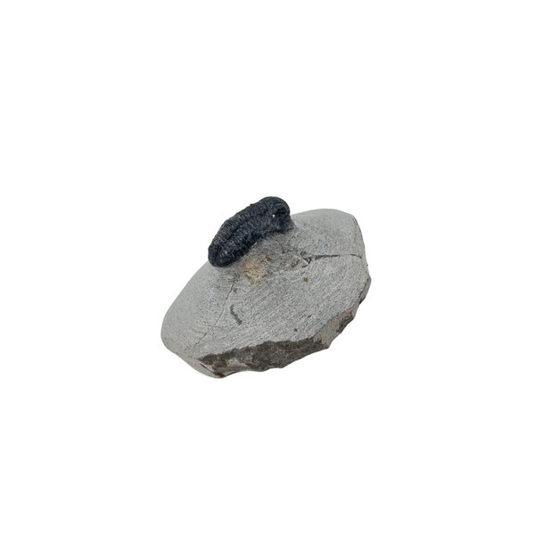 Trilobiet auf Stein mini