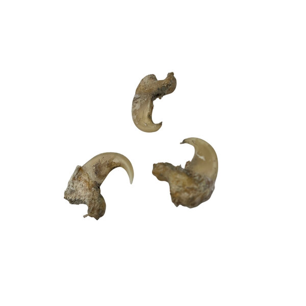 Nagel leeuw - middel