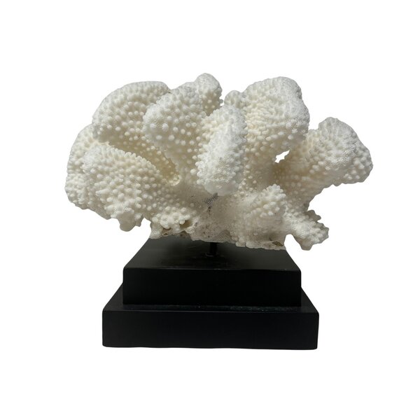 Cauliflower coral on base