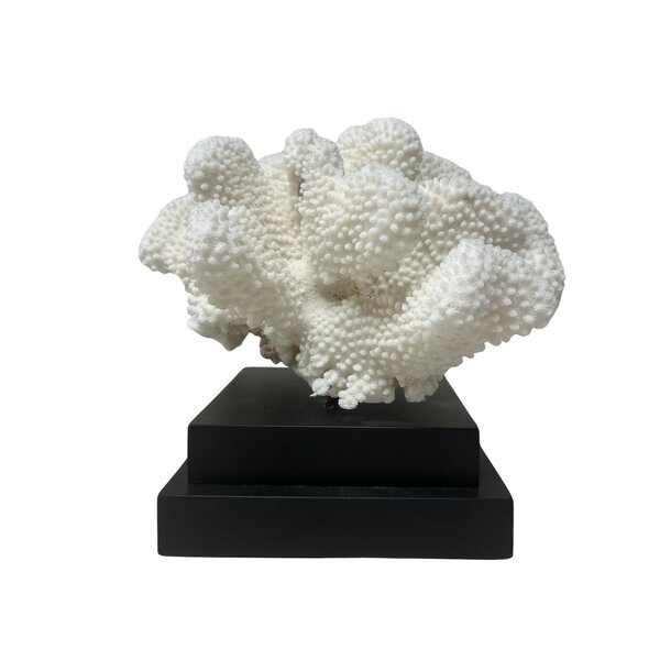 Cauliflower coral on base