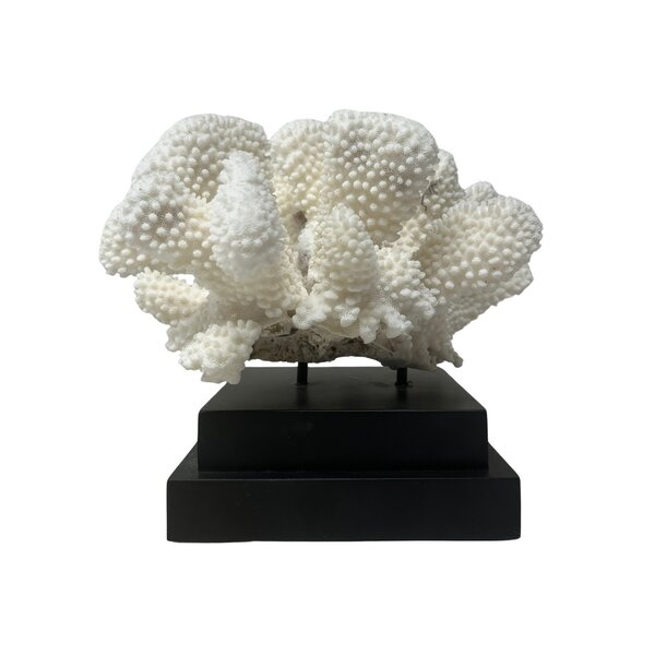 Cauliflower coral on base