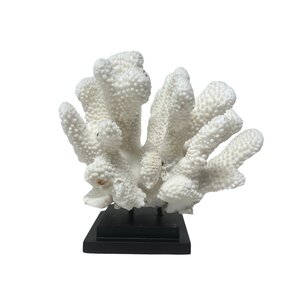 Elkhorn koraal op sokkel