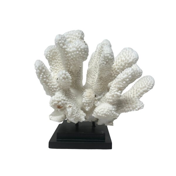 Elkhorn koraal op sokkel