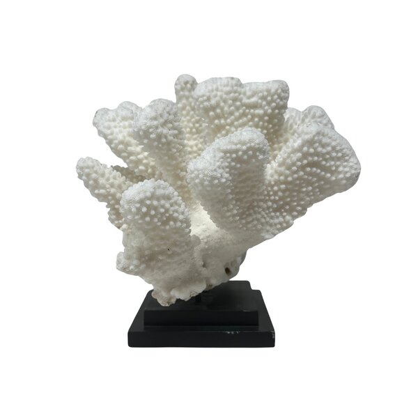 Elkhorn coral on base
