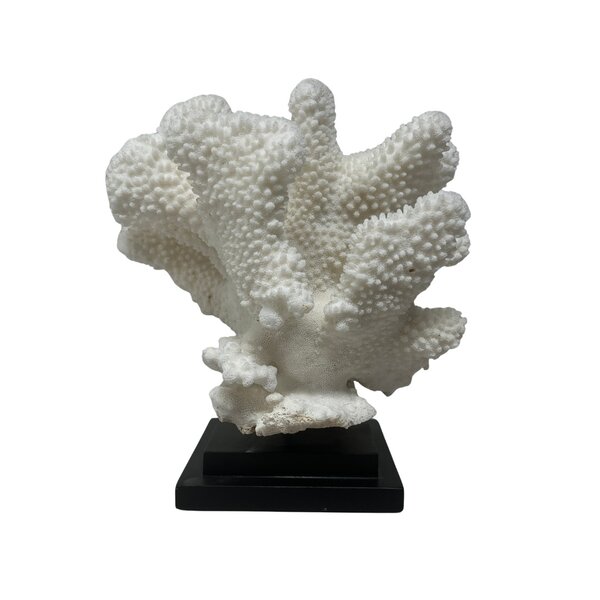 Elkhorn coral on base