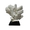 Elkhorn coral on base
