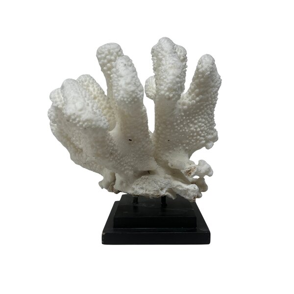 Elkhorn koraal op sokkel