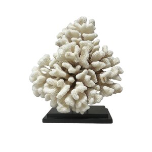 Cauliflower coral on base (A)