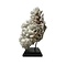 Cauliflower coral on base (A)