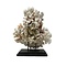 Cauliflower coral on base (A)