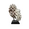 Cauliflower coral on base (A)