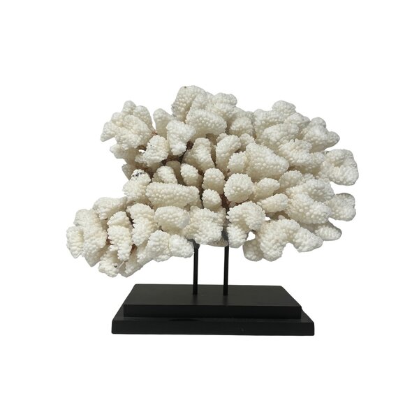 Cauliflower coral on base (C)