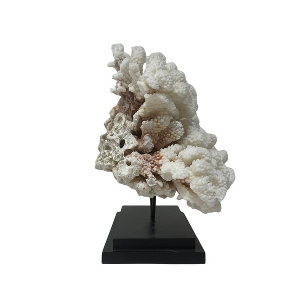 Cauliflower coral on base (C)