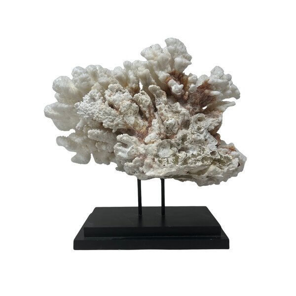 Blumenkohlkoralle (C)