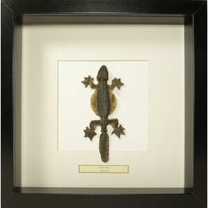 Mounted lizard sp. in black frame
