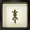 Mounted lizard sp. in black frame