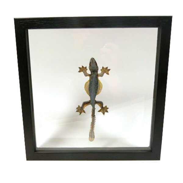 Opgezette hagedis sp. in dubbel glas lijst