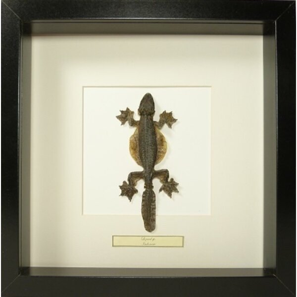 Opgezette hagedis sp. in zwarte lijst