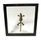 Mounted lizard sp. in double glass frame