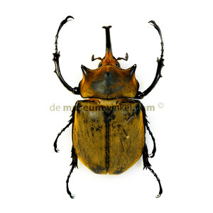 Megasoma elephas elephas (male) dried/papered