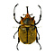 Megasoma elephas elephas (male) dried/papered