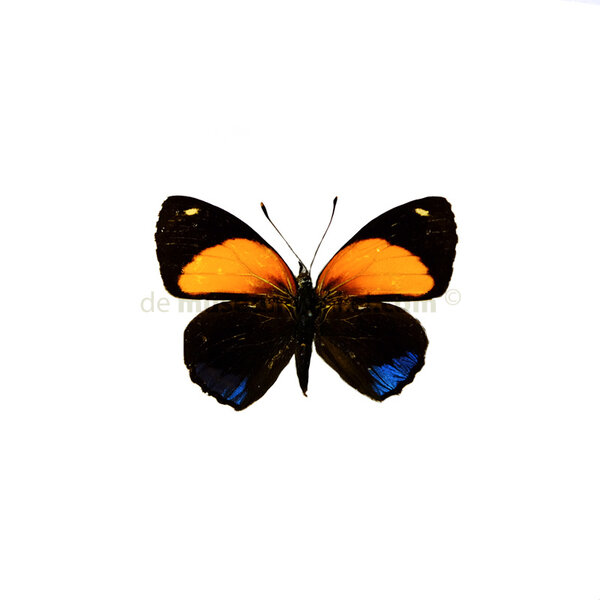 Callicore aegina dried/papered