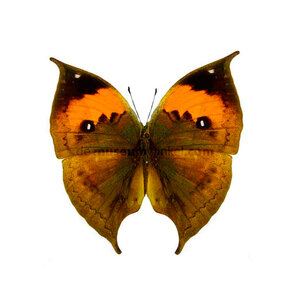 Kallima inachus dried/papered