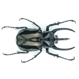 Chalcosoma atlas dried/papered