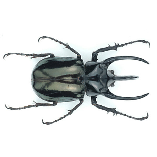 Chalcosoma atlas ongeprepareerd