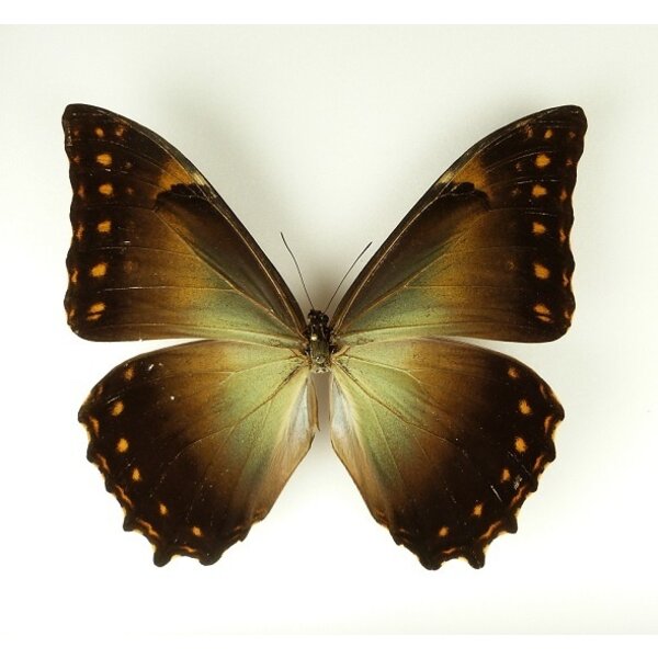Morpho telemachus dried/papered