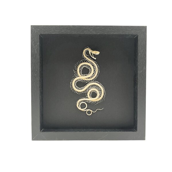 Schlangen-Skelett Eingerollt in einem eleganten Rahmen (25 x 25 cm)