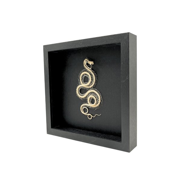 Schlangen-Skelett Eingerollt in einem eleganten Rahmen (25 x 25 cm)