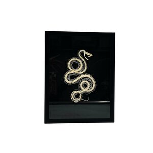 Skelett einer Schlange eingerollt in eleganter Box (23 X 30 cm)