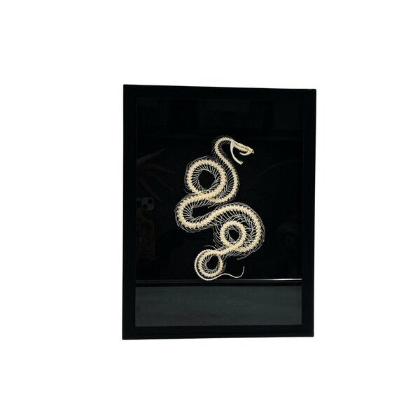 Skelet van een Slang gekruld in elegante box (23 x 30 cm)