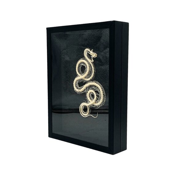 Skelet van een Slang gekruld in elegante box (23 x 30 cm)