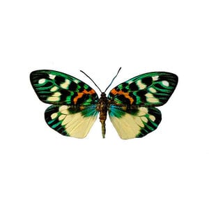 Erasmia pulchera dried/papered