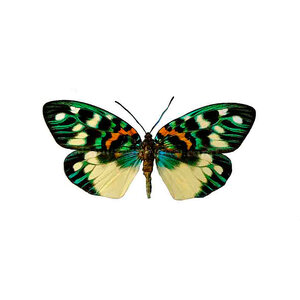 Erasmia pulchera Unpräpariert